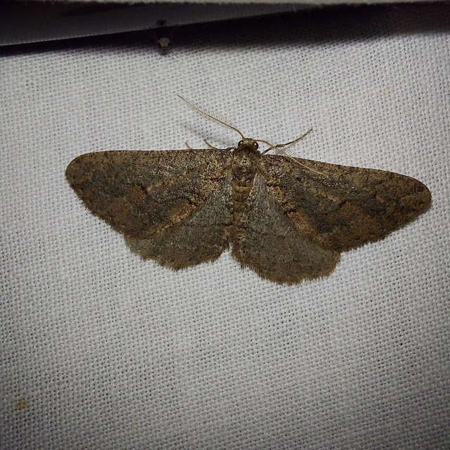 Agriopis bajaria - kökény-téliaraszoló