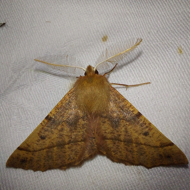Colotois pennaria - tollascsápú araszoló