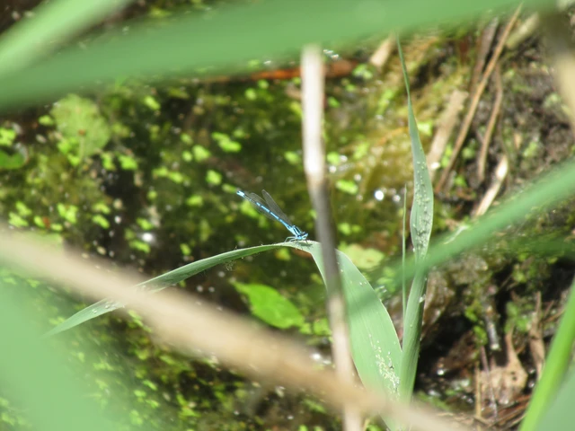 Coenagrion puella - azúrkék légivadász