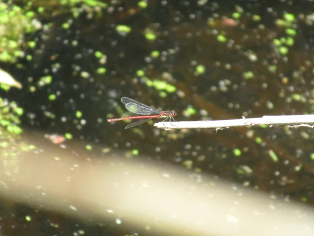 Pyrrhosoma nymphula interposita - vörös légivadász