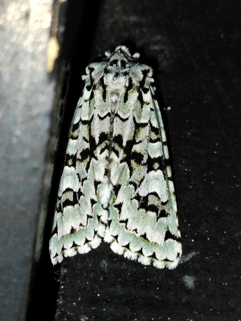 Griposia aprilina - őszi zöldbagoly