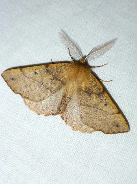Colotois pennaria - tollascsápú araszoló