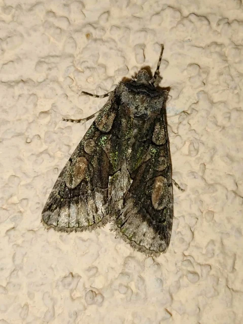 Allophyes oxyacanthae - galagonyabagoly