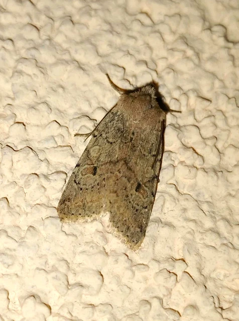 Propenistra laevis - könnyű őszibagoly