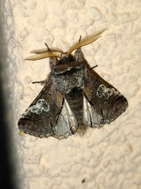 Diloba caeruleocephala - őszi kékesbagoly