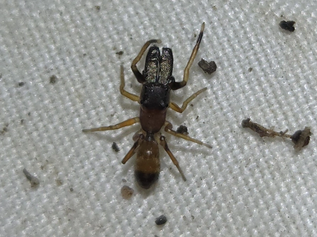Myrmarachne formicaria - nagy hangyautánzópók