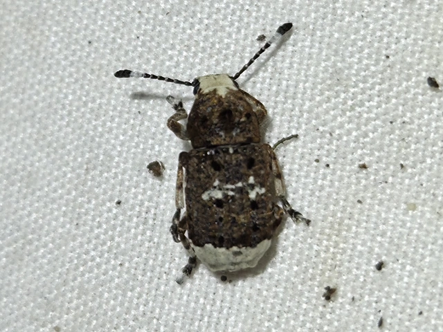 Platystomos albinus - nagybajuszú orrosbogár