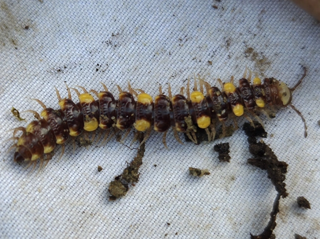 Polydesmus collaris - sárganyakú ikerszelvényes
