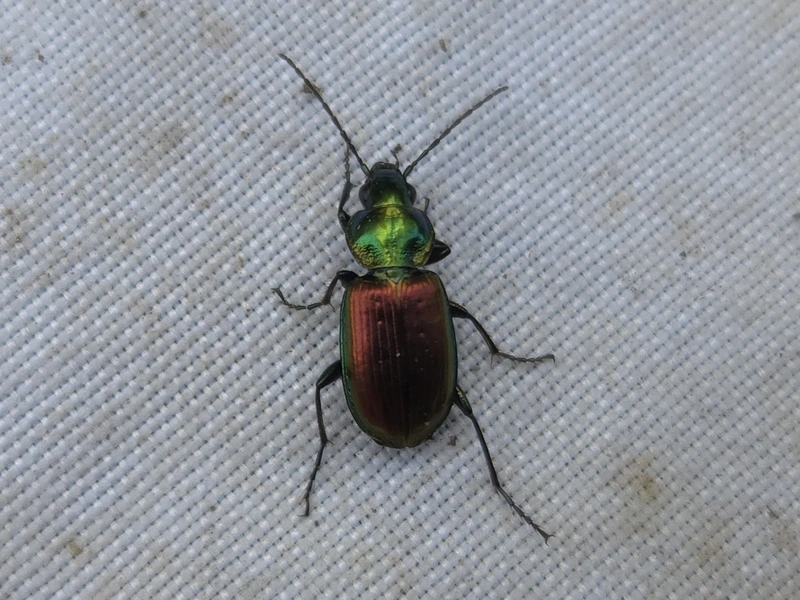 Agonum sexpunctatum - pompás kisfutó