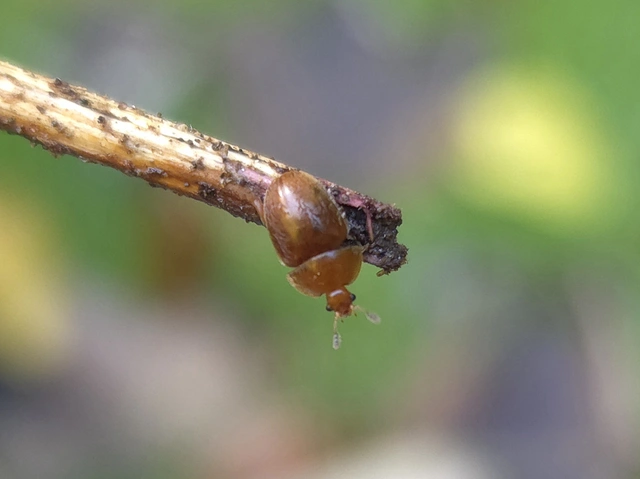 Cychramus luteus - sárga fénybogár Cychramus luteus - sárga fénybogár