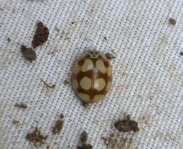Adalia decempunctata - tízpettyes katica