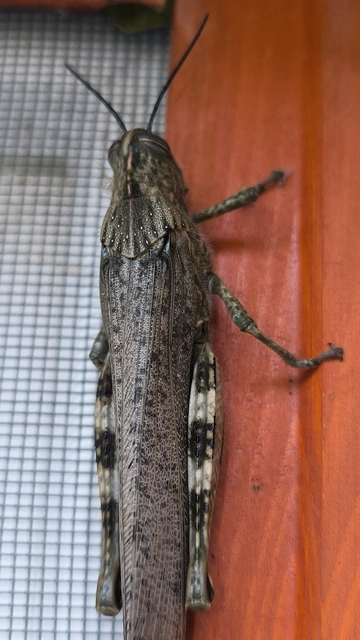 Anacridium aegyptium - egyiptomi sáska