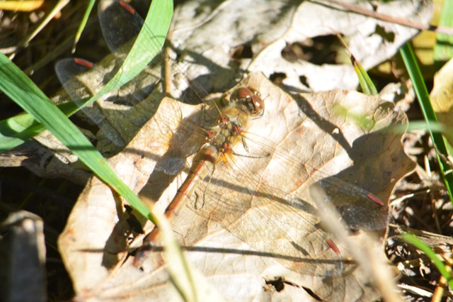 Sympetrum striolatum/vulgatum