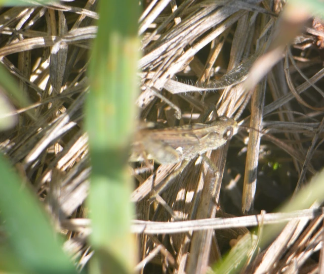 Chorthippus (Glyptobothrus) (subgenus)