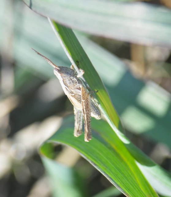 Chorthippus (Glyptobothrus) (subgenus)
