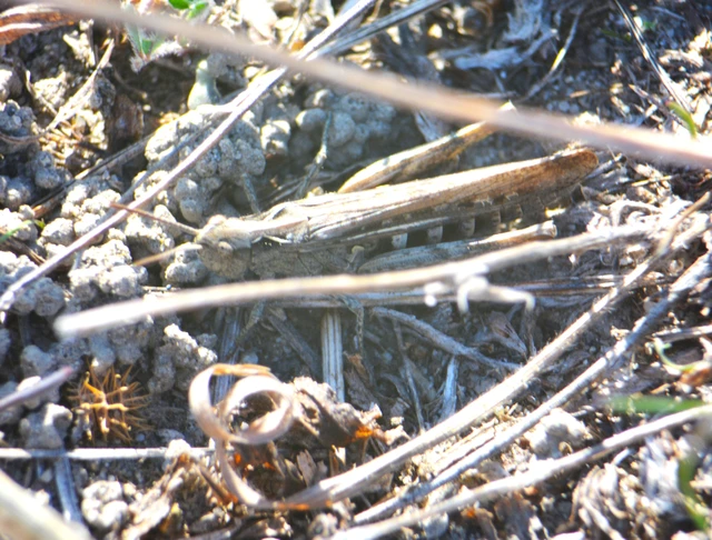 Chorthippus (Glyptobothrus) (subgenus)