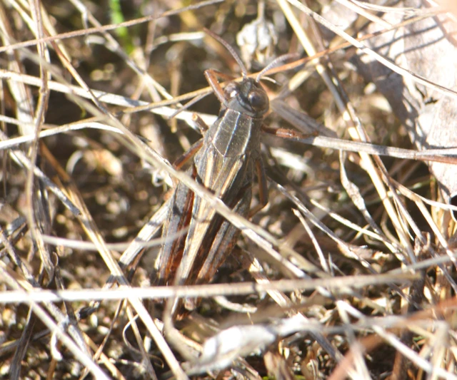 Calliptamus italicus - olaszsáska
