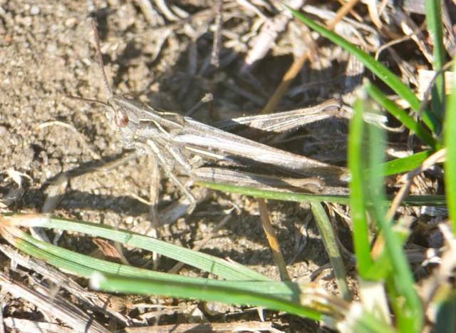 Chorthippus