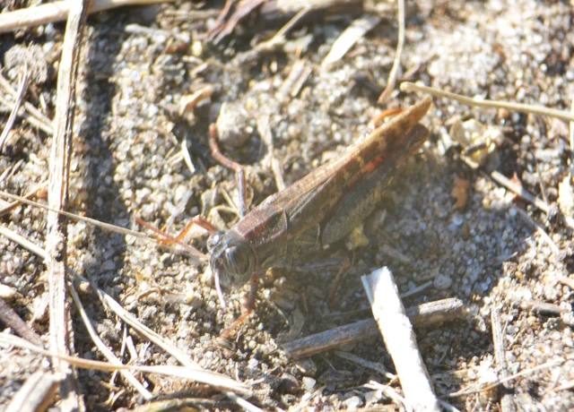 Calliptamus italicus - olaszsáska