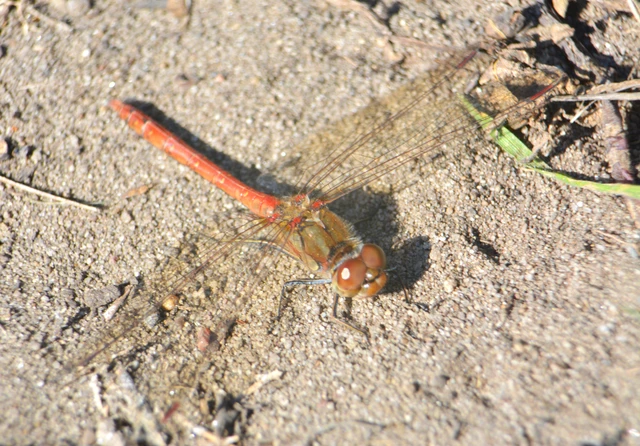Sympetrum striolatum - harántsávos katona-szitakötő