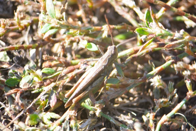 Chorthippus (Glyptobothrus) (subgenus)
