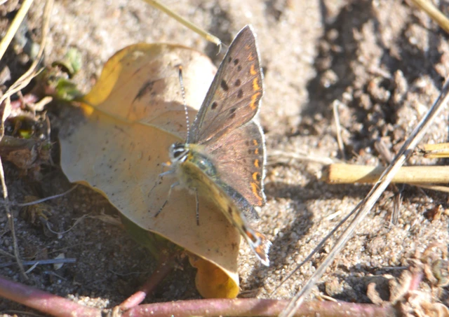 Lycaena tityrus - barna tűzlepke