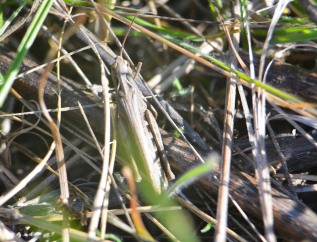 Chorthippus