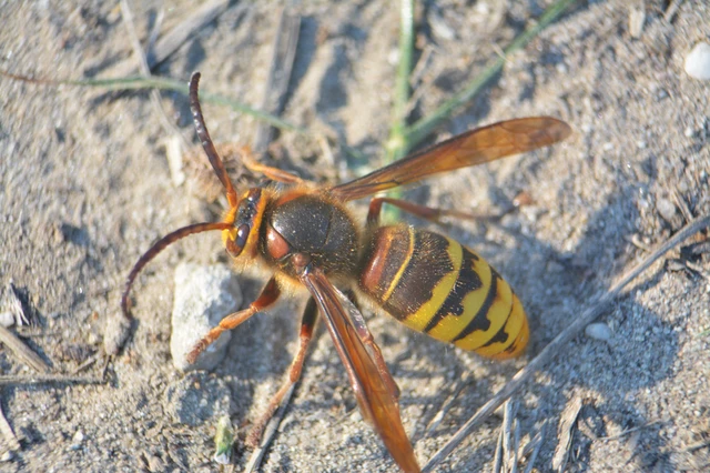 Vespa crabro - lódarázs