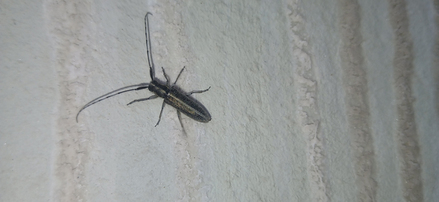 Agapanthia cardui - sávos bogáncscincér