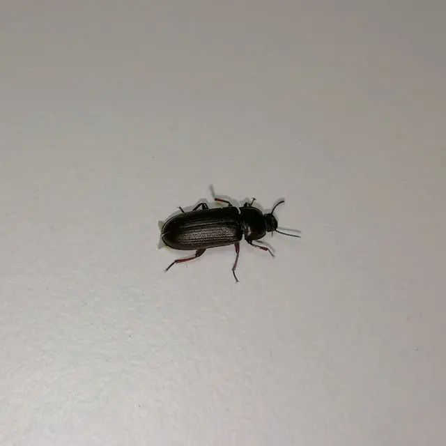 Tenebrio molitor - közönséges lisztbogár