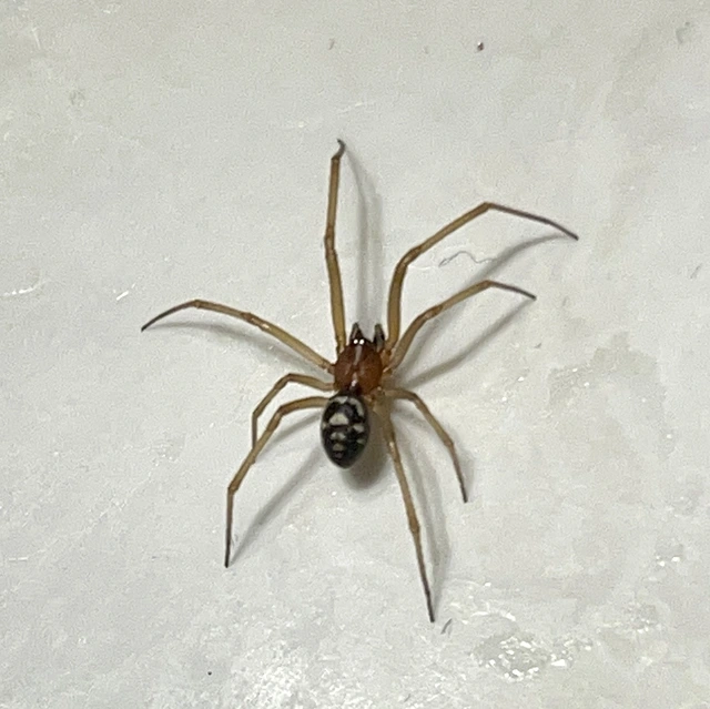 Steatoda grossa - nagy faggyúpók