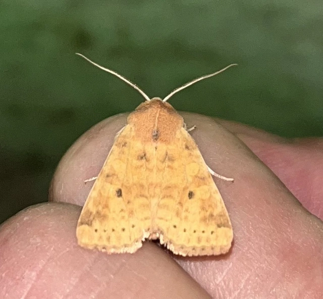 Cirrhia