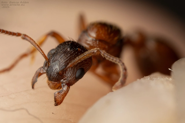 Myrmica ruginodis - erdei bütyköshangya