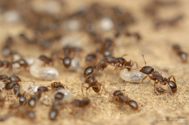Tetramorium