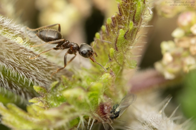 Lasius platythorax - erdei feketehangya