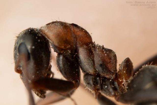 Formica rufibarbis - vörös rabszolgahangya