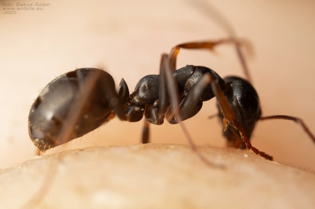 Formica fusca - kormos rabszolgahangya