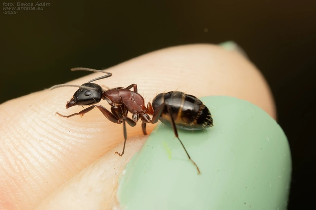 Camponotus ligniperda - faodvasító lóhangya