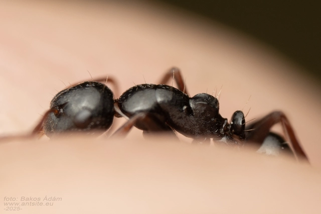 Camponotus piceus - szurkos lóhangya