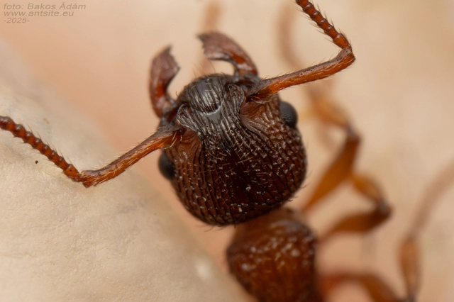 Myrmica sabuleti - gyakori bütyköshangya