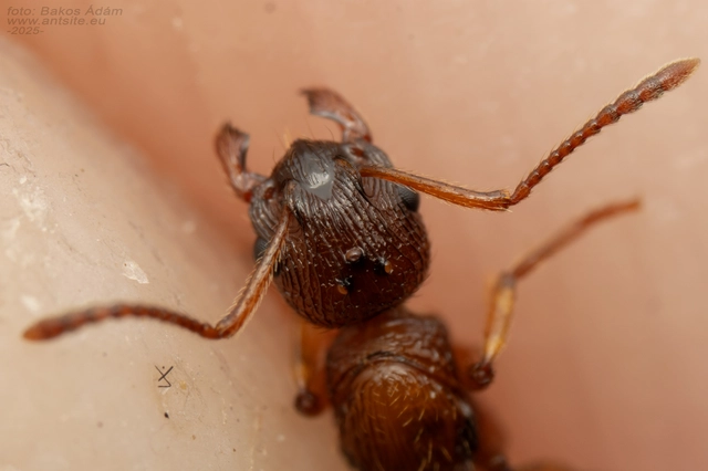 Myrmica ruginodis - erdei bütyköshangya