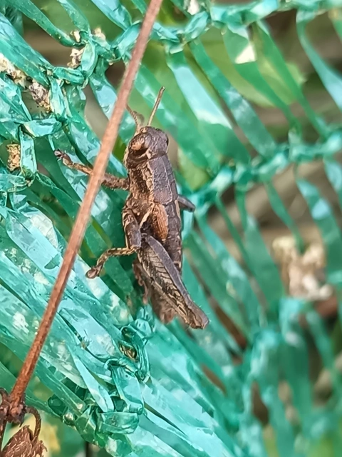 Pezotettix giornae - kis hegyisáska