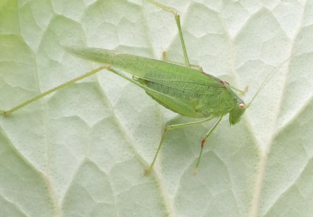 Phaneroptera falcata - zöld repülőszöcske Phaneroptera falcata - zöld repülőszöcske