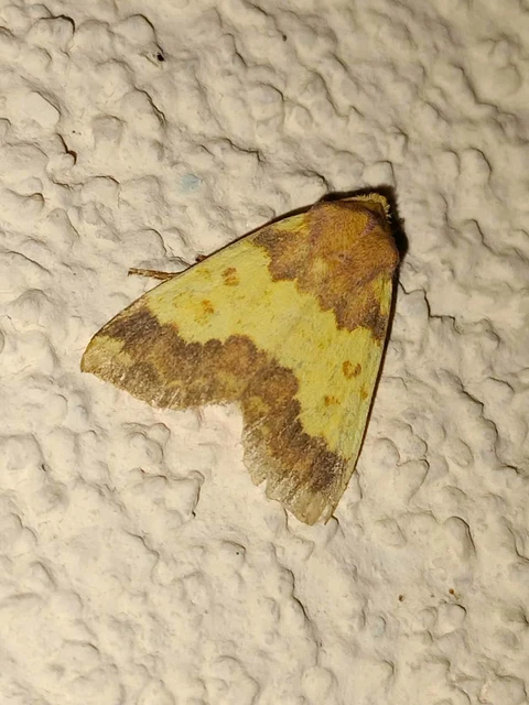 Tiliacea aurago - aranyló sárgabagoly