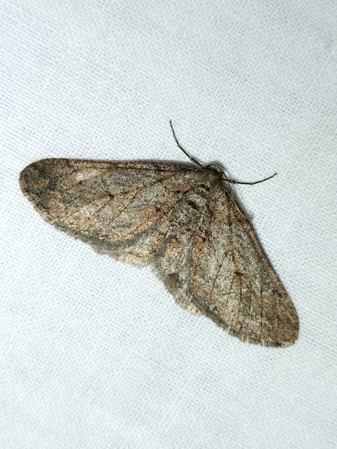 Agriopis bajaria - kökény-téliaraszoló
