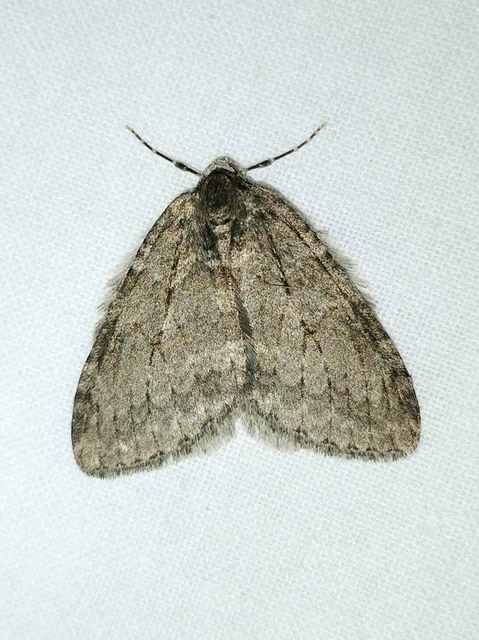 Epirrita christyi/dilutata