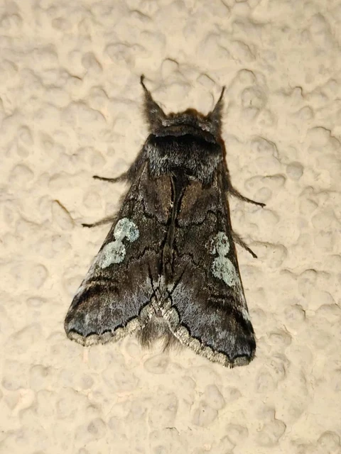 Diloba caeruleocephala - őszi kékesbagoly