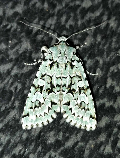 Griposia aprilina - őszi zöldbagoly
