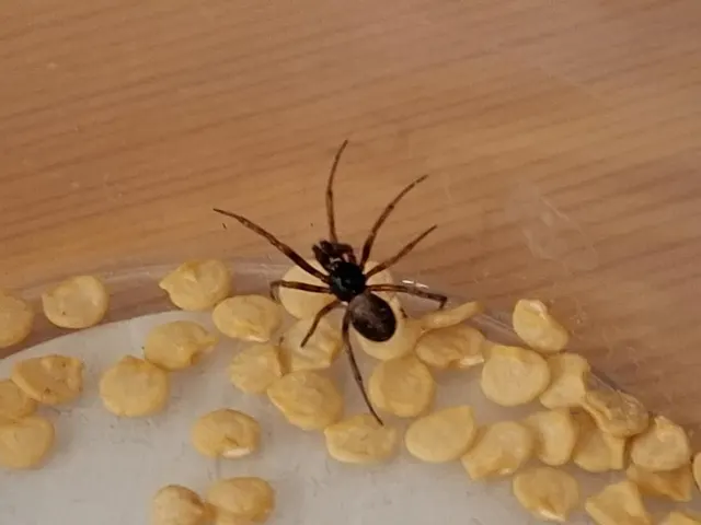 Steatoda bipunctata - kétpettyes faggyúpók