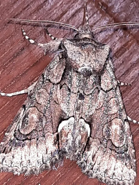 Allophyes oxyacanthae - galagonyabagoly